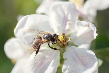 Beyaz kiraz çiçeklerinin üzerinde arı var.