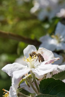 Bahar beyaz kiraz çiçekleri çiçek arıya