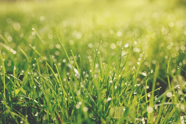 Groen gras met waterdruppels — Stockfoto