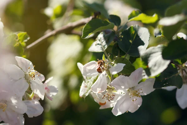 Bin på en blomma av vita körsbärsblommor — Stockfoto