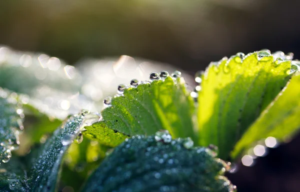 Gocce di rugiada sulle foglie verdi — Foto Stock