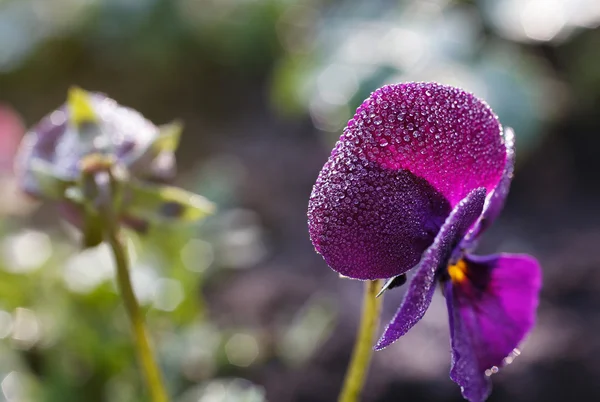 Krople rosy na Viola tricolor kwiat — Zdjęcie stockowe