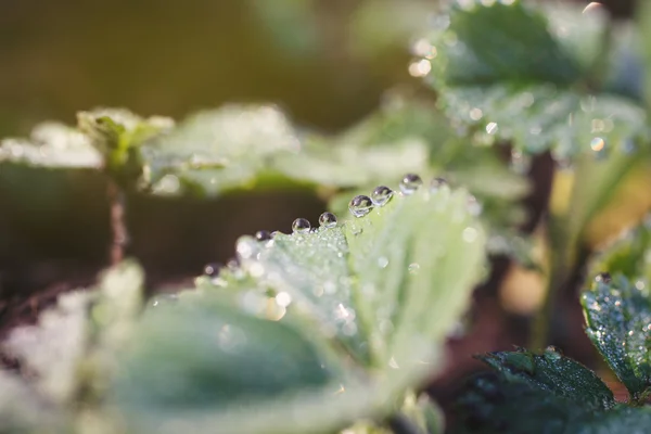 Gotas de orvalho nas folhas de morango — Fotografia de Stock