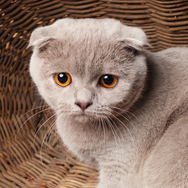 Gato gris con ojos amarillos Scottish Fold Se sienta en una cesta de madera — Foto de Stock