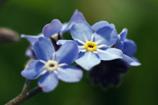 정원에 있는 아름다운 자주색 꽃 — 스톡 사진