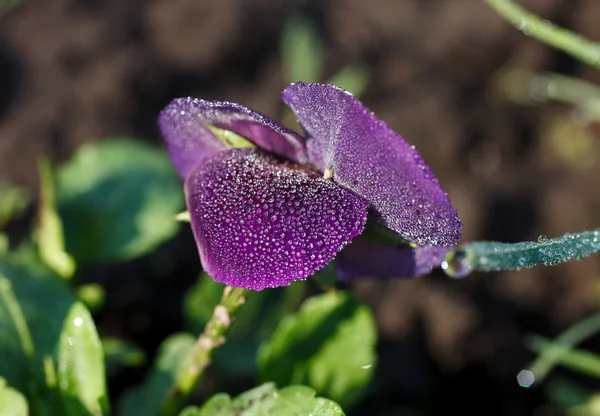 Dew drops on orchid — Stock Photo, Image