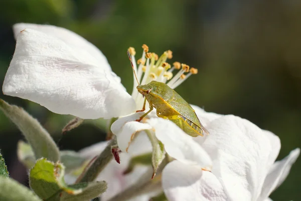 Escarabajo verde sobre una hoja de cereza —  Fotos de Stock