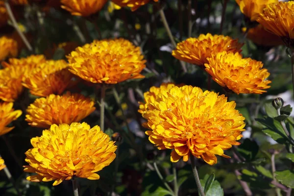 Orange chrysanthemum flowers — Stock Photo, Image