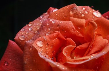 Pembe gül ve çiğ damlaları