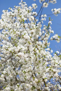 beyaz çiçekler dalda açan