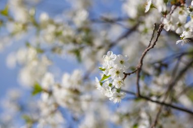 beyaz çiçekler dalda açan