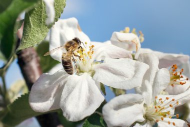 Kiraz çiçekleri bal arısı, yakın çekim