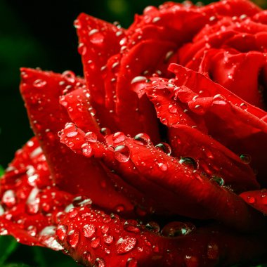 güzel bir gül çiçek üzerinde çiy damlaları