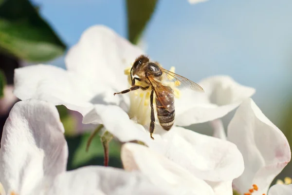 Bee on a flower of the white cherry blossoms — Stock Photo, Image