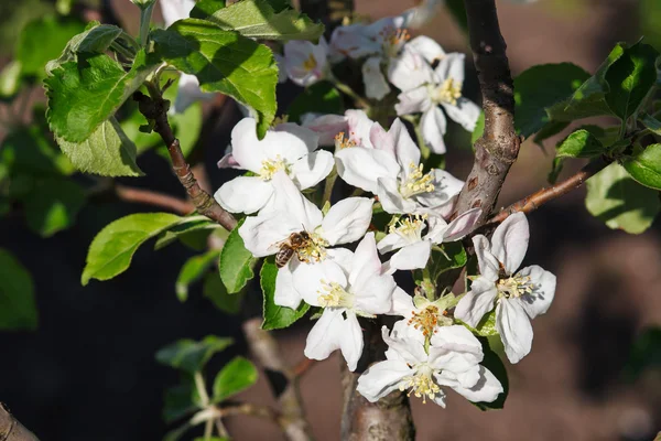 上一朵白色的樱花在春天的蜜蜂 — 图库照片