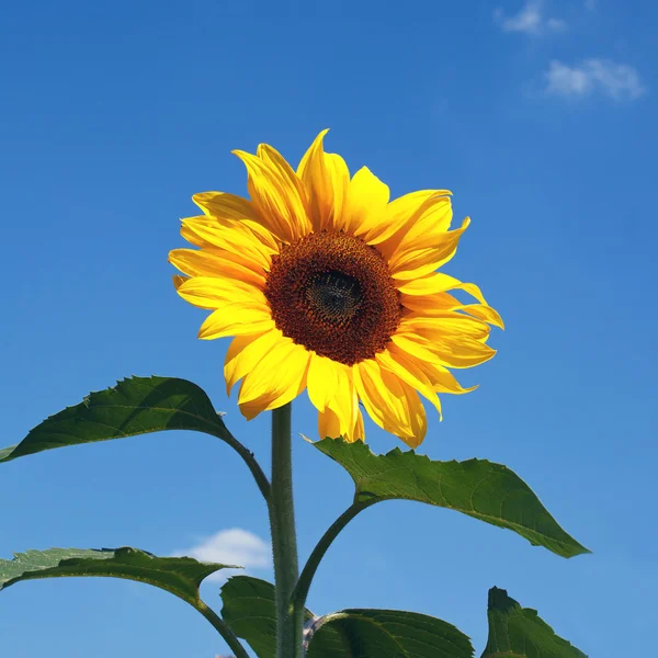 Tournesols sur fond de plage ciel naturel — Photo