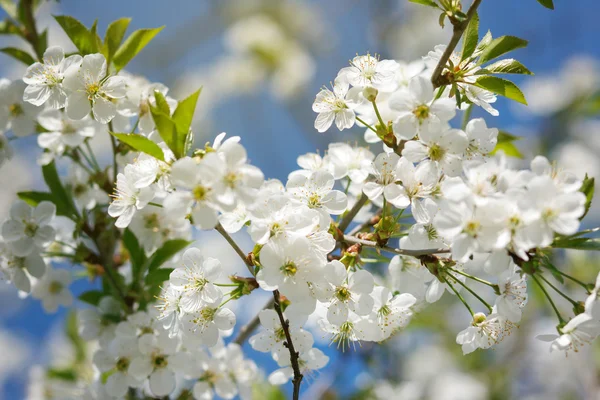 Białe kwiaty kwitnące na oddział — Zdjęcie stockowe