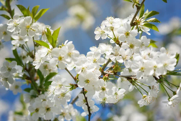 Flores blancas floreciendo en la rama —  Fotos de Stock