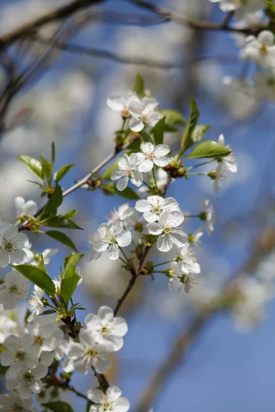 White flowers blooming on branch — Stock Photo, Image