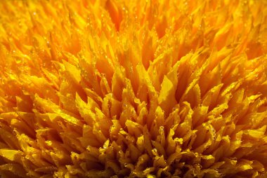 Çiyli sarı çiçek