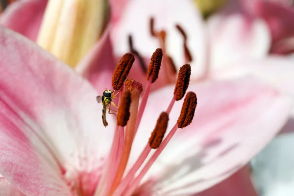 Beautiful fresh pink flower heads — Stock Photo, Image