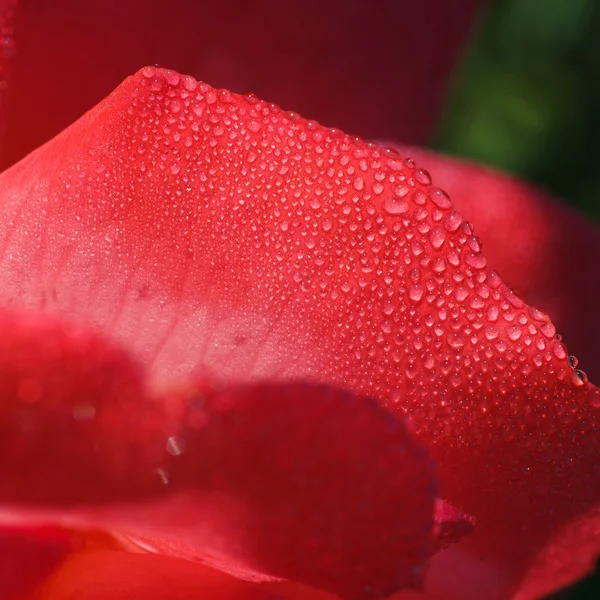 Roze bloei rose — Stockfoto