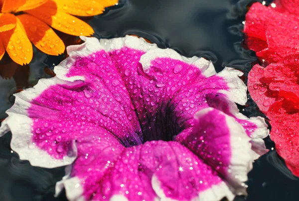 Lila petunia blomma — Stockfoto