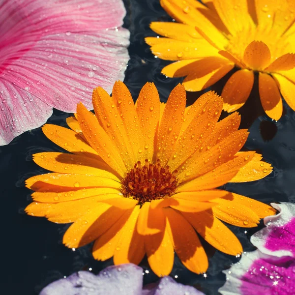 Flores de colores con gotas de rocío —  Fotos de Stock