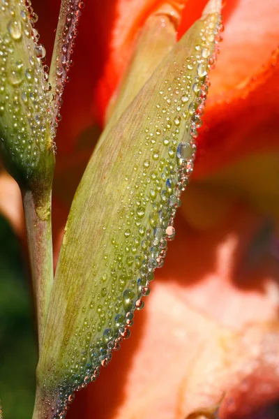 Daggdroppar på blomma — Stockfoto