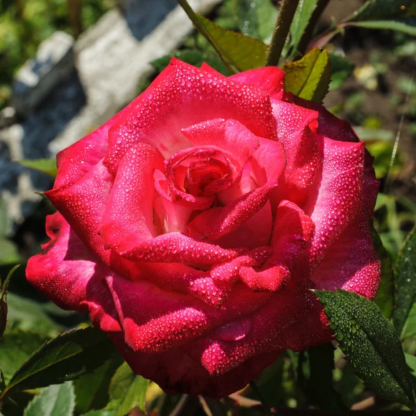 Roze bloei rose — Stockfoto