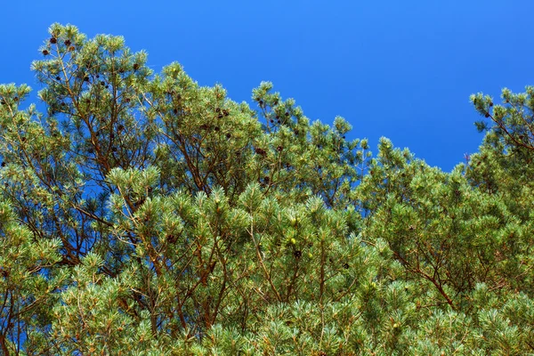 蓝天上的松树枝 — 图库照片