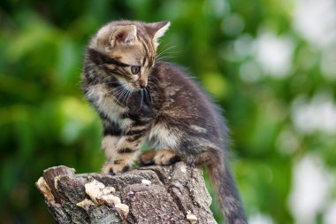 çizgili bir güdük üzerinde oturan sevimli yavru kedi kahverengi