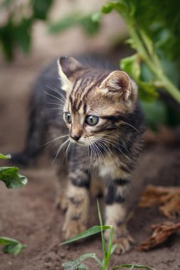 küçük kedi üzerinde Bahçe yürüme