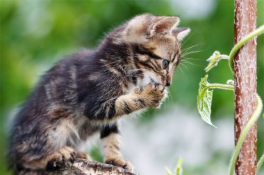 çizgili bir güdük üzerinde oturan sevimli yavru kedi kahverengi