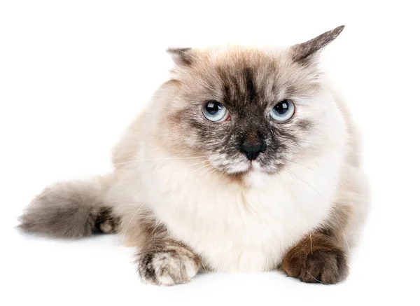 Сірий кіт з блакитними очима на білому тлі — стокове фото