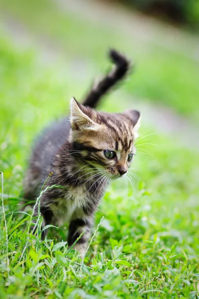 Braune Streifen niedliches Kätzchen, das auf dem Gras spaziert — Stockfoto