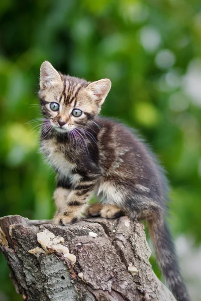 Полоски коричневый милый котенок сидит на пне — стоковое фото