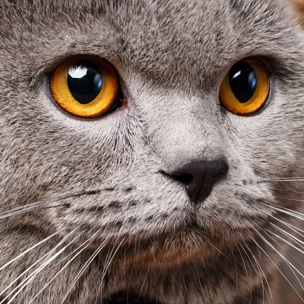 Effigie di British Shorthair cat — Foto Stock