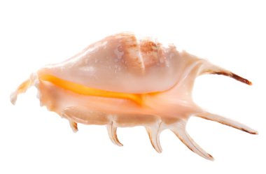 Beyaz arkaplanda deniz kabuğu izole