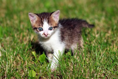 bahçede oynarken kahverengi ve beyaz kedi