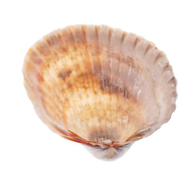 Beyaz arkaplanda deniz kabuğu izole