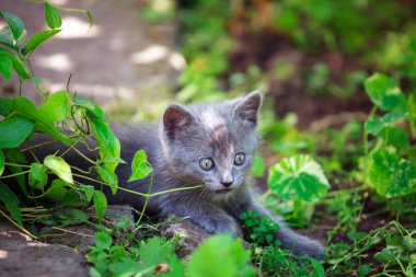 çimenlerin üzerinde oynarken sevimli kedicik