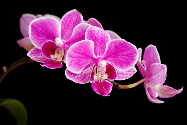 pembe orkide siyah bir arka plan üzerinde izole Şubesi