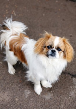 Komik Kızıl saçlı pekingese köpek