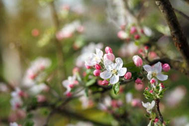 beyaz çiçekler dalda açan