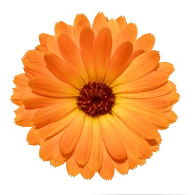 Sarı kadife çiçeği beyaz arkaplanda izole edilmiş