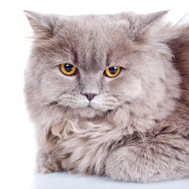 Gri kedi beyaz zemin üzerine sarı gözlü