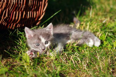 kedi sepeti yakınındaki çim üzerinde yalan
