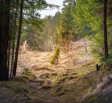 Dağ yolu ormandaki ağaçlar kökleri,