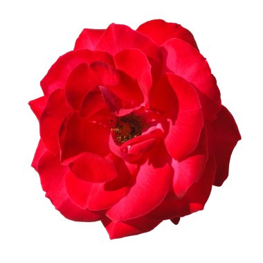 Beyaz arkaplanda izole kırmızı gül çiçeği